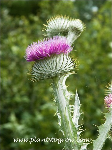 Scotch Thistle (Onopordum acanthium)